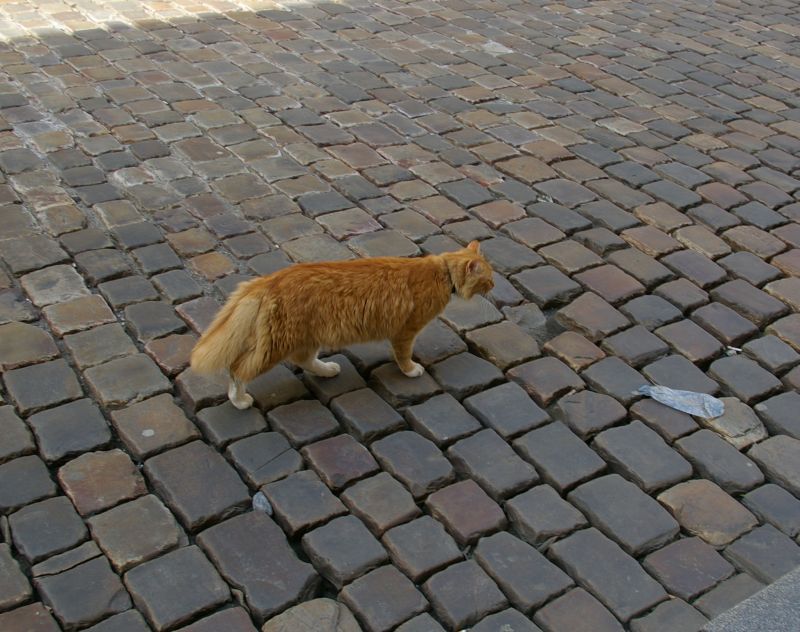 Чешский кот, в поисках пива